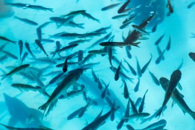 Aquaculture